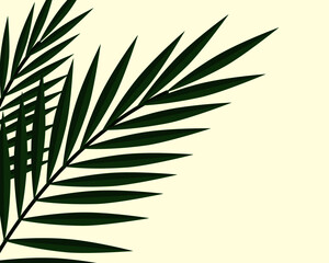 Coconut leaf or palm leaves vector illustration.