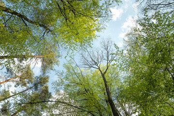 A view to the sky in the forest as a concept of freedom and living in harmony with nature