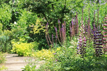 Fototapeta premium colorful early summer flowers blooming in the floral garden ,japan,tokyo