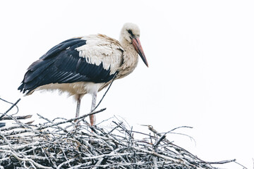 Young storks practice flying and are preparing for the trip from Europe to Africa