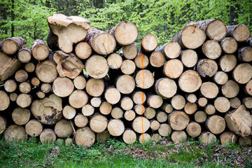 Cut down tree piles in a forest