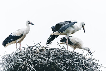 Young storks practice flying and are preparing for the trip from Europe to Africa