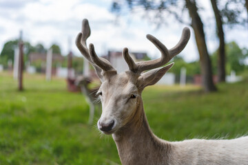 Portrait of White young dear with antlers in the park, green glass on background. Selective focus.