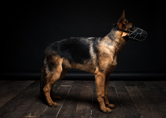 Portrait of a German shepherd in front of an isolated black background.