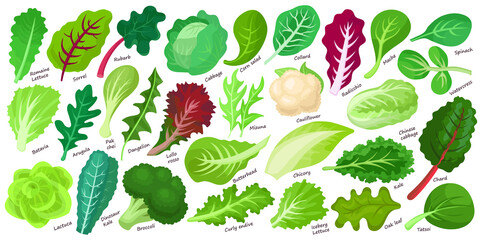 Lettuce and salad cartoon vector set of icon.Cartoon vector set illustration leaf of lettuce. Isolated illustration collection leaf of salad icon.