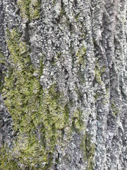 Obraz premium real nature tree texture 1