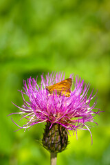 Fathead butterfly on a Thistle flower. Bright natural background with a butterfly on a flower