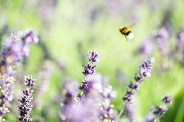 Lavender field macro photo in the Provence, France. Lavender close up with bumblebee. Dreamy image of nature.