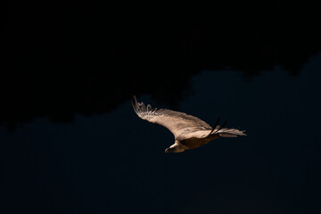Buitre leonado2 (Gyps fulvus)