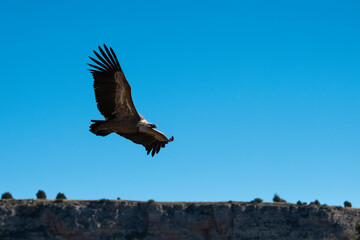 Buitre leonado2 (Gyps fulvus)