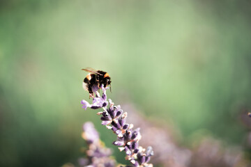 Lavender field macro photo in the Provence, France. Lavender close up with bumblebee. Dreamy image...