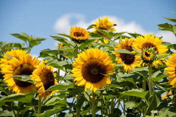 gelbe Sonnenblumen, Blütenkörbe zur Sonne ausgerichtet, stehen strahlend im Sommer auf dem Feld,...