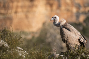 Buitre leonado2 (Gyps fulvus)