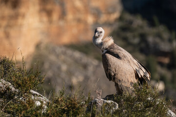 Buitre leonado2 (Gyps fulvus)