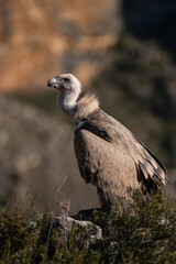 Buitre leonado2 (Gyps fulvus)