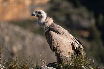 Buitre leonado2 (Gyps fulvus)