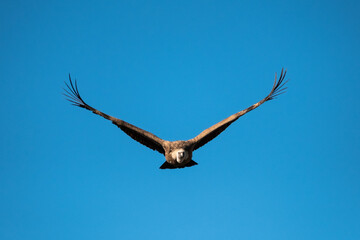 Buitre leonado2 (Gyps fulvus)
