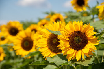 gelbe Sonnenblumen, Blütenkörbe zur Sonne ausgerichtet, stehen strahlend im Sommer auf dem Feld, vor blauem Himmel.