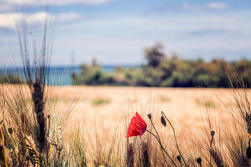 poppy in the wheat field