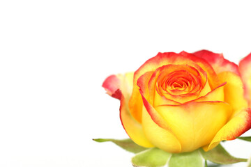 beautiful orange, yellow mini rose