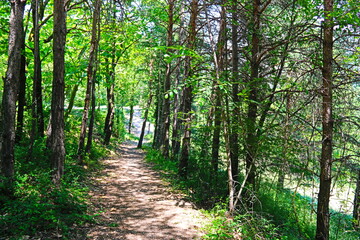 camino en el bosque entre arboles al atardecer de verano