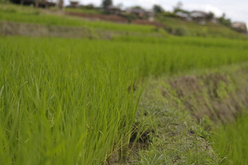 rice field in the morning