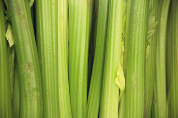 Fototapeta premium Close-up of celery sticks