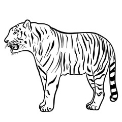 Tiger hand drawn vector illustration isolated on white background 