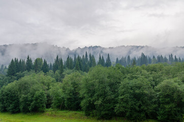 Morning fog, smoke over green trees in the mountains