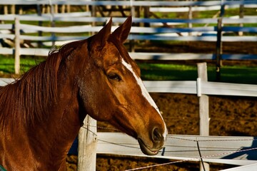 Brown mare at the stables.