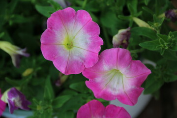 flores naturales  y hojas verdes en el jard&iacute;n