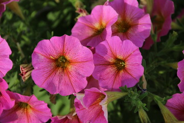 Fototapeta premium flores naturales y hojas verdes en el jardín