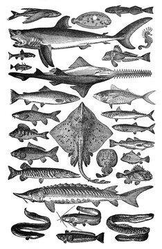 Big fish collection of all types of fish / Vintage and Antique illustration from Petit Larousse 1914	