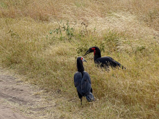 Bucorvus leadbeateri