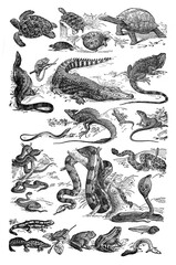 Animals Collection of different reptiles / Vintage and Antique illustration from Petit Larousse 1914	