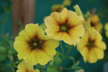 flores naturales  y hojas verdes en el jardín