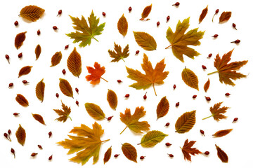 Flat Lay Of Various, Colorful Autumn Leaf Texture. White Background