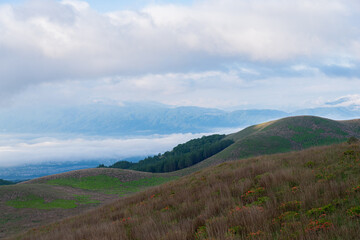 高原の初夏　　レンゲツツジ咲く霧ヶ峰