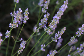 Bombo impollinatore si posa su cespugli di lavanda, primo piano dei fiori dalle tonalità indaco, lilla e violetto in una giornata di tarda primavera