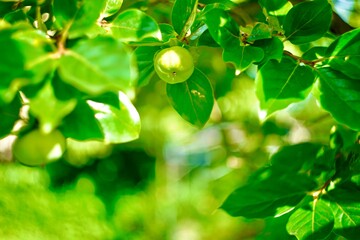 青い果実〜グリーンの光