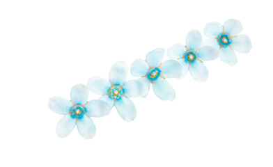 oxypetalum flower isolated