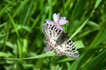 Macro photo of butterfly hovers in spring before summer