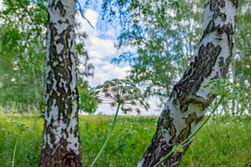Birches and birch forest against the blue sky