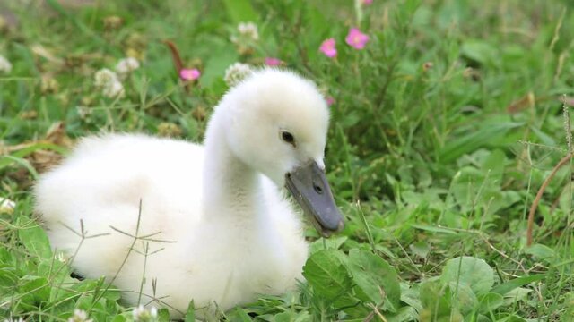 野生のコブハクチョウのランチタイム