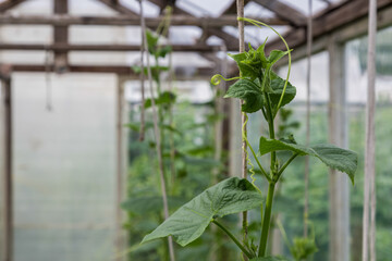 Cucumbers in the greenhouse to grow. Closeup green tenacious climbing 