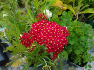 Achillea millefolium 'The Beacon' © John Caley