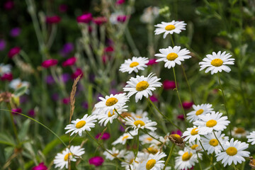 Chamomile flowers in the garden of a country house.