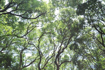 fresh green landscape in Meiji shrine,japan,tokyo