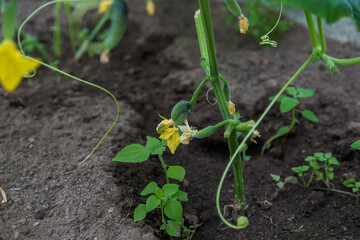 Gardening, ripening of green cucumber in the garden