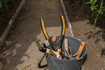 Obraz premium Garden tools lie in a bucket in a greenhouse. Gardening tools.